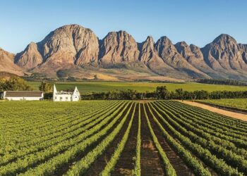 Exploring the Paarl Wine Route: A Blend of Tradition and Innovation