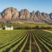 Exploring the Paarl Wine Route: A Blend of Tradition and Innovation