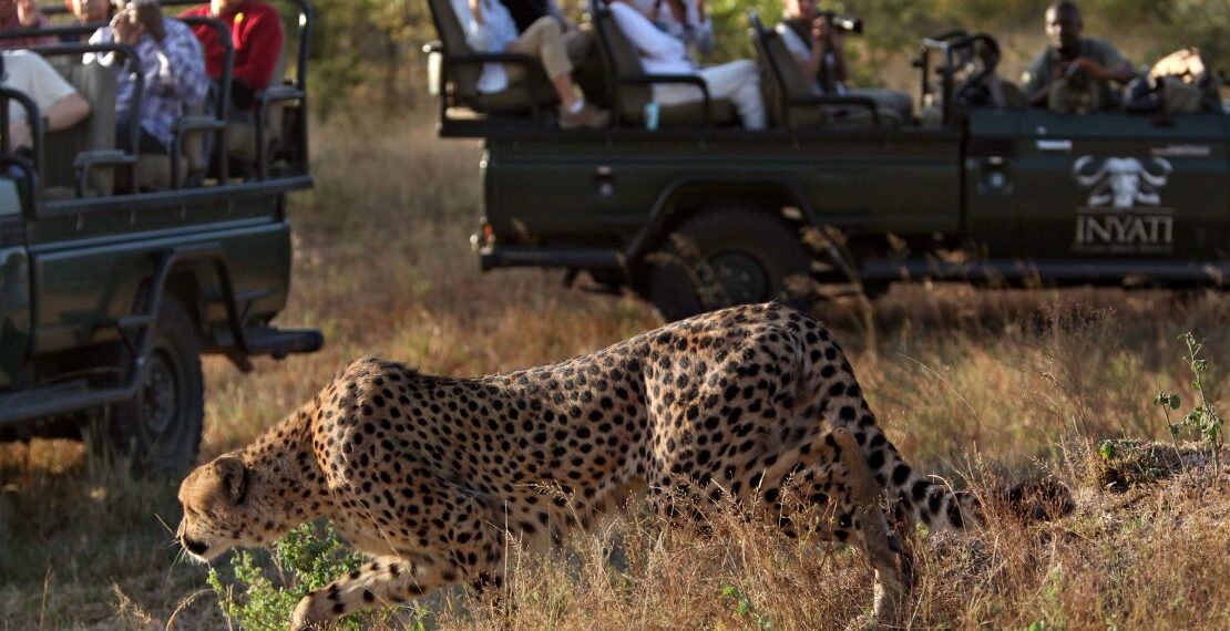 Kruger National Park: South Africa’s Ultimate Wilderness Destination