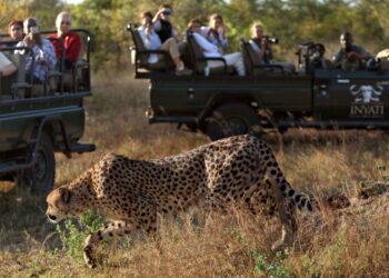 Kruger National Park: South Africa’s Ultimate Wilderness Destination