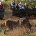 Kruger National Park: South Africa’s Ultimate Wilderness Destination