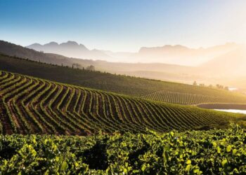 Exploring the Stellenbosch Wine Routes: A Journey Through South Africa’s Vineyard Wonderland