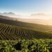 Exploring the Stellenbosch Wine Routes: A Journey Through South Africa’s Vineyard Wonderland